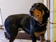 "Becikowe na 4 łapy". Gmina Sońsk chce płacić 1500 zł za adopcje psów ze schroniska