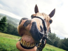 Naukowcy odkryli sekret koni. Mają coś wspólnego z myszami