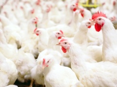 Ptasia grypa w Kujawsko-Pomorskiem. 8,5 tys. gęsi i 55 tys. kur w ogniskach