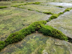 Zielony nalot wraca każdej wiosny. 20 gramów zrobi różnicę, ale trzeba działać szybko