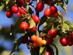 Kilogram za 4,2 tys. zł. „Polska oliwka” robi furorę na europejskich stołach