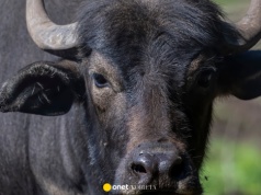 250 bawołów posłucha piosenek z festiwalu Sanremo. Hodowcy bydła tłumaczą