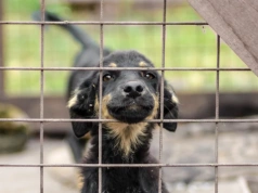 Nowy obowiązek dla milionów właścicieli psów. Jest przełomowa decyzja