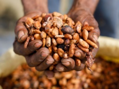 Kryzys na rynku kakao. Setki tysięcy ton zalegają w magazynach