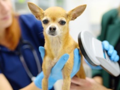 Nowy obowiązek dla psiarzy i kociarzy. KROPiK z zielonym światłem od rządu