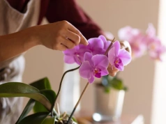 Wsyp zaledwie pół łyżeczki do doniczki. Po 3 tygodniach storczyk rusza z pąkami