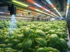 Będą naświetlać uprawy, żebyś płacił mniej za jedzenie. Ma to sens