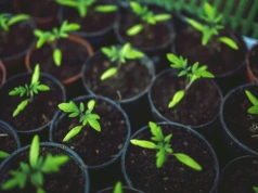 Zaczyna się niewinnie. Po tygodniu nie ma sadzonek. Tak wygląda zgorzel