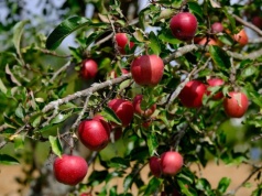 Integrowana produkcja roślin: Od 6 marca krótsze terminy, nowe zasady