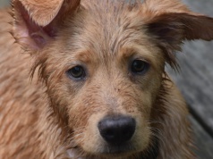 Doda na ratunek schroniskom. Pomoc dotarła także do Chojnic