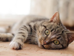 Nadchodzi obowiązkowe czipowanie psów i kotów. A wszystko pod płaszczykiem „walki z bezdomnością”