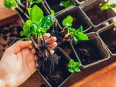 Pokrój, zalej wodą i podlej rośliny. Bardzo silny ukorzeniacz za 0 zł