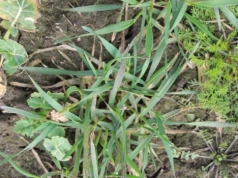 Wiosenne odchwaszczanie ozimin. Jeden błąd może kosztować plon