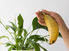 Nacierasz liście roślin doniczkowych skórką od banana? Ten gatunek tego nie znosi