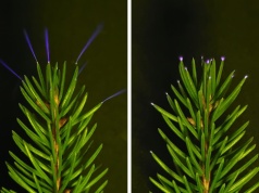 Drzewa emitują dziwne światło w czasie burz. Ludzkie oko nie jest w stanie dostrzec tego zjawiska