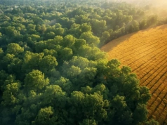 Czy można wyciąć 70-letni las i przekształcić go w pole uprawne? Sprawdzamy przepisy