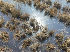 Kolejny cios w rolników? „Prawie 1 mln ha może wypaść z produkcji”