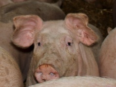 KE odmówiła pomocy europejskim producentom trzody. Komisarz dostrzega oznaki stabilizacji na rynku