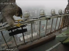 Nowa sokolica pojawiła się w gnieździe na PKiN. Będzie kolejna para w pałacowej budce?