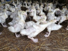 Ptasia grypa – nowe ogniska 2026. Ponad 104 tys. sztuk do likwidacji