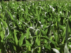 Polska chce wyrównać zasady gry. Rolnicy z UE kontra import z krajów trzecich