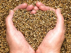 Rolnicy czują się oszukiwani przez podmioty skupowe. Domagają się uczciwych zasad badania jakości ziarna