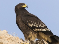 Ten ptak jest krytycznie zagrożony. W Polsce żyje tylko kilkanaście par