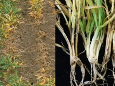 Jaki jest stan ozimin po zimie? Na co zwrócić uwagę przed ruszeniem wegetacji