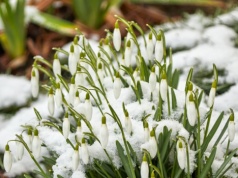 Chcesz piękny ogród? W marcu musisz zacząć od tego