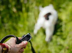 Becikowe na psa naprawdę może wejść w życie. 1500 zł za adopcję bezdomnego zwierzaka