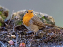 Wsyp to do karmnika zamiast ziaren. Dzięki temu rudziki nie opuszczą twojego ogrodu