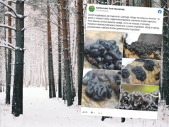 Ciekawe znalezisko w polskim lesie. Wygląda niepokojąco i budzi jedno skojarzenie. "Czarny mózg"