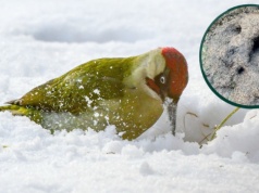 Zielone ptaki robią w polskich lasach wielkie dziury. Co się dzieje?
