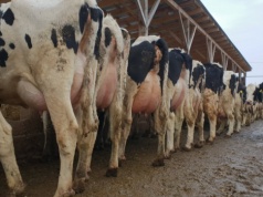 Ceny mleka w styczniu 2026 w dół. Rolnicy: „1,7 zł to już norma?”