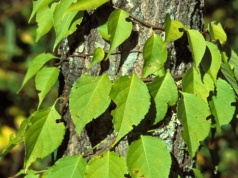 Ta roślina będzie wkrótce objęta zakazem. Kara to nawet milion złotych