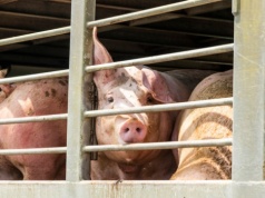 Druga z rzędu podwyżka cen tuczników w Niemczech. Stawki systematycznie w górę