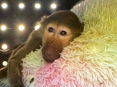 Pawian, antylopy i piłkarski puchar. Kulisy nietypowych transportów DHL