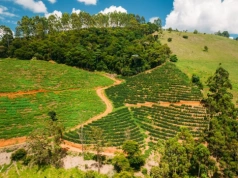 Gorzki smak małej czarnej. Kawa w 2025 roku zaliczyła szaleńczy rajd cenowy