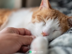 Nigdy nie obcinaj kotu wąsów. Skutki mogą cię przerazić