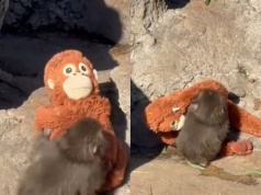 Najbardziej wzruszające zdjęcie świata? Zoo pokazało pierwsze spotkanie Puncha z maskotką