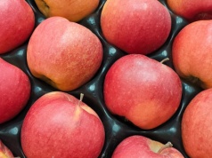 Polskie jabłka do Brazylii? Szansa dla sadowników