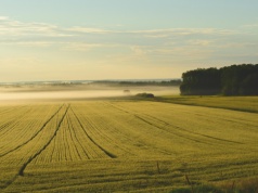 Co KOWR robi z ziemią zwracaną przez GoodValley? Ile niedoszłych OPR ma dzierżawców?