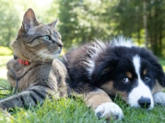 Państwowy rejestr piesków. Ileż radości!