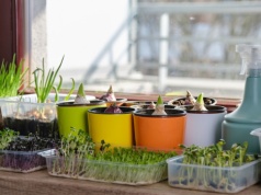 Wybierz dobrą ziemię i doniczki. Złote zasady rozsady