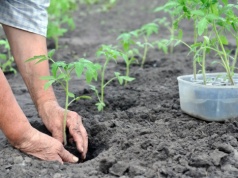 Podlewam tym sadzonki pomidorów. Są mocne i owocują szybciej