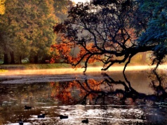 Czy Krzywe Drzewo z Szydłowca wygrało w Europie? Wiemy, kiedy ogłoszą wyniki