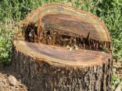 Wlej do pnia. Usuniesz go bez koparki