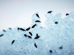 Na śniegu były ich tysiące. Leśnicy pokazali nagranie