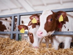 UE zaostrza kontrole żywności po wykryciu zakazanej substancji w wołowinie z Brazylii