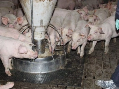 Tuczniki droższe nawet o 90 gr. Jakie są aktualne ceny świń w Polsce?